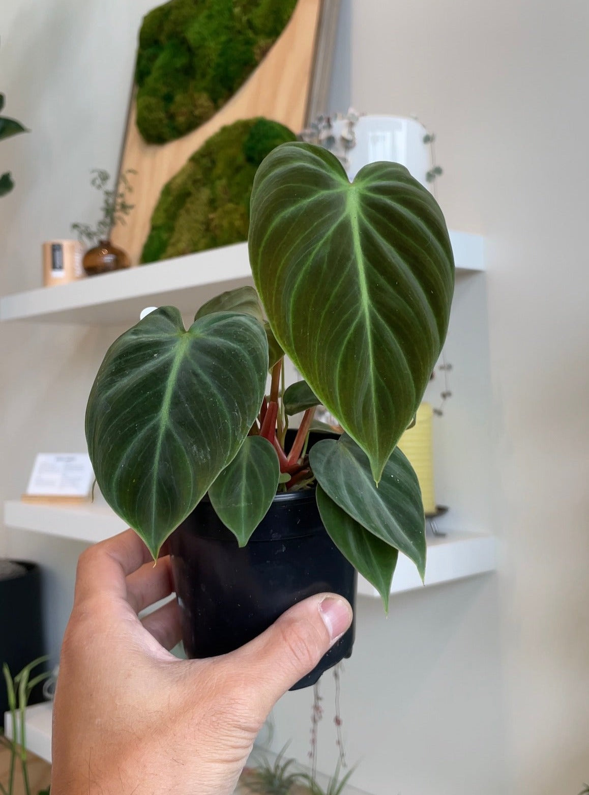 Philodendron selling serpens | 4 inch pot | Pick Your Plant