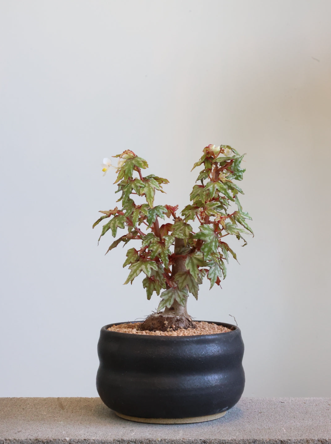 Begonia dregei