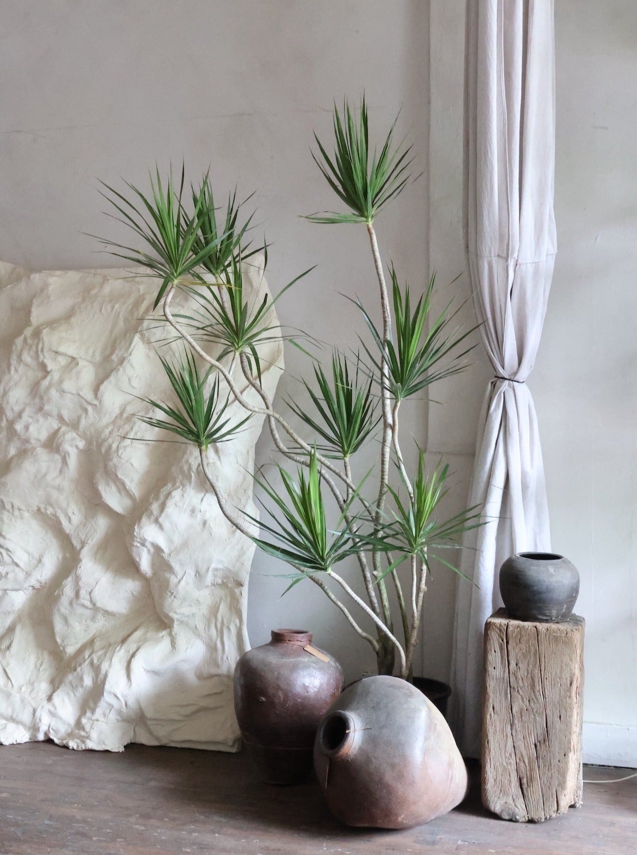 Dracaena marginata is one of the best interior plants