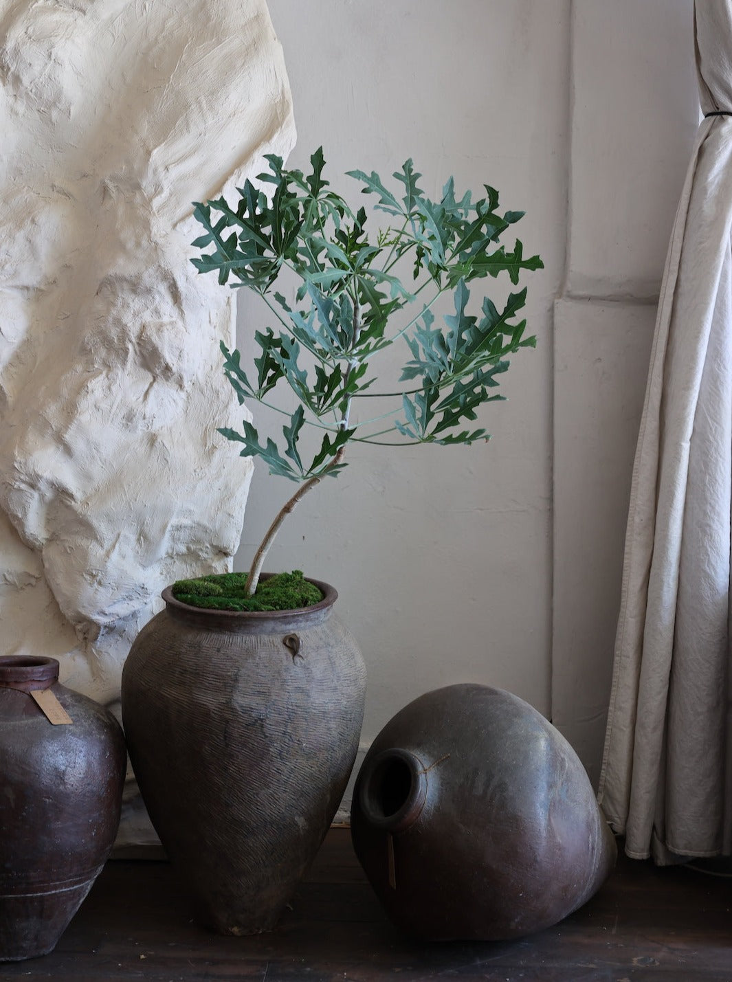 Cussonia paniculata, commonly known as the mountain cabbage tree