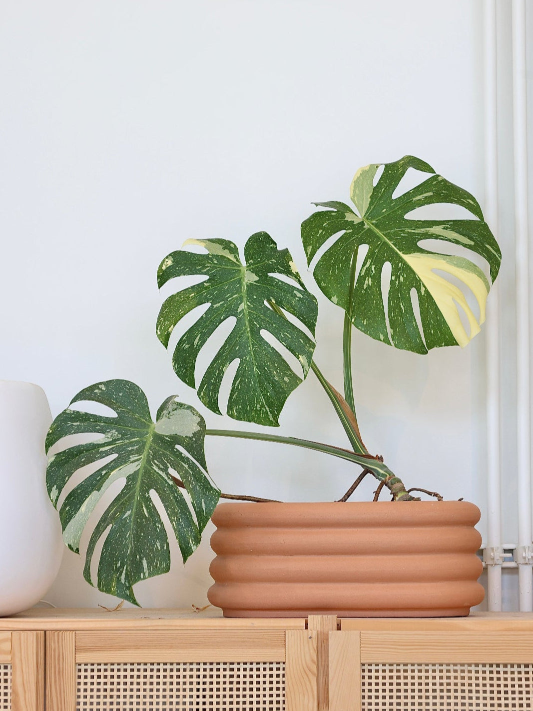 Variegated Monstera Thai Constellation