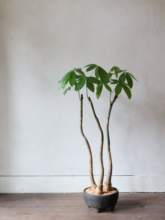 Money Tree in a Cham Pottery Pot