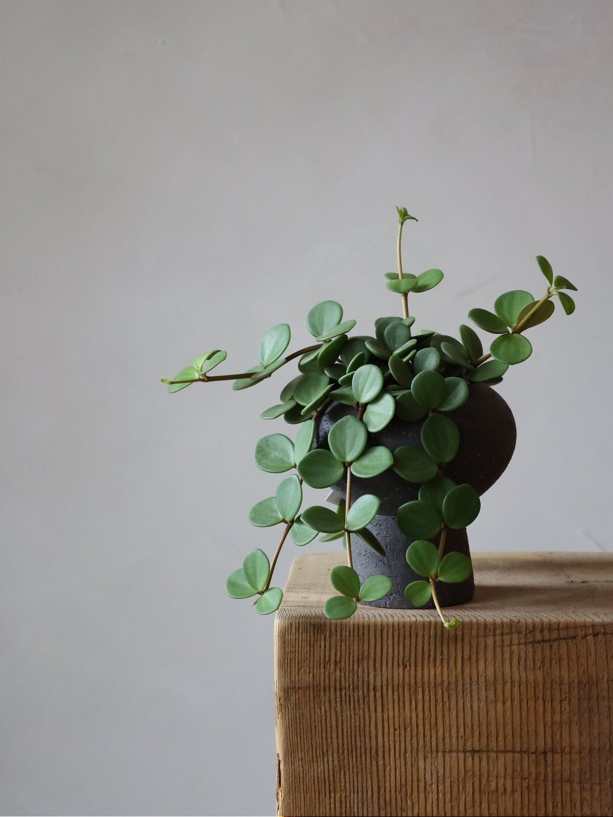 Peperomia Hope