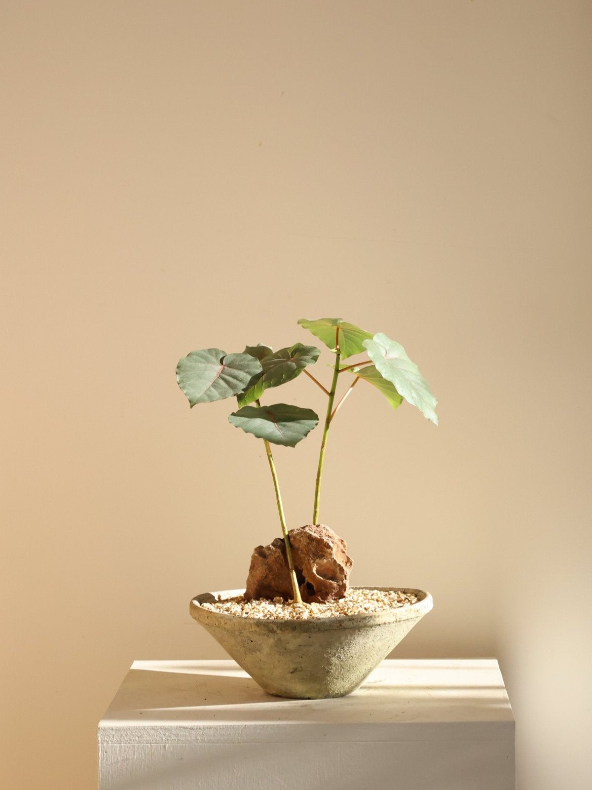 Ficus petiolaris