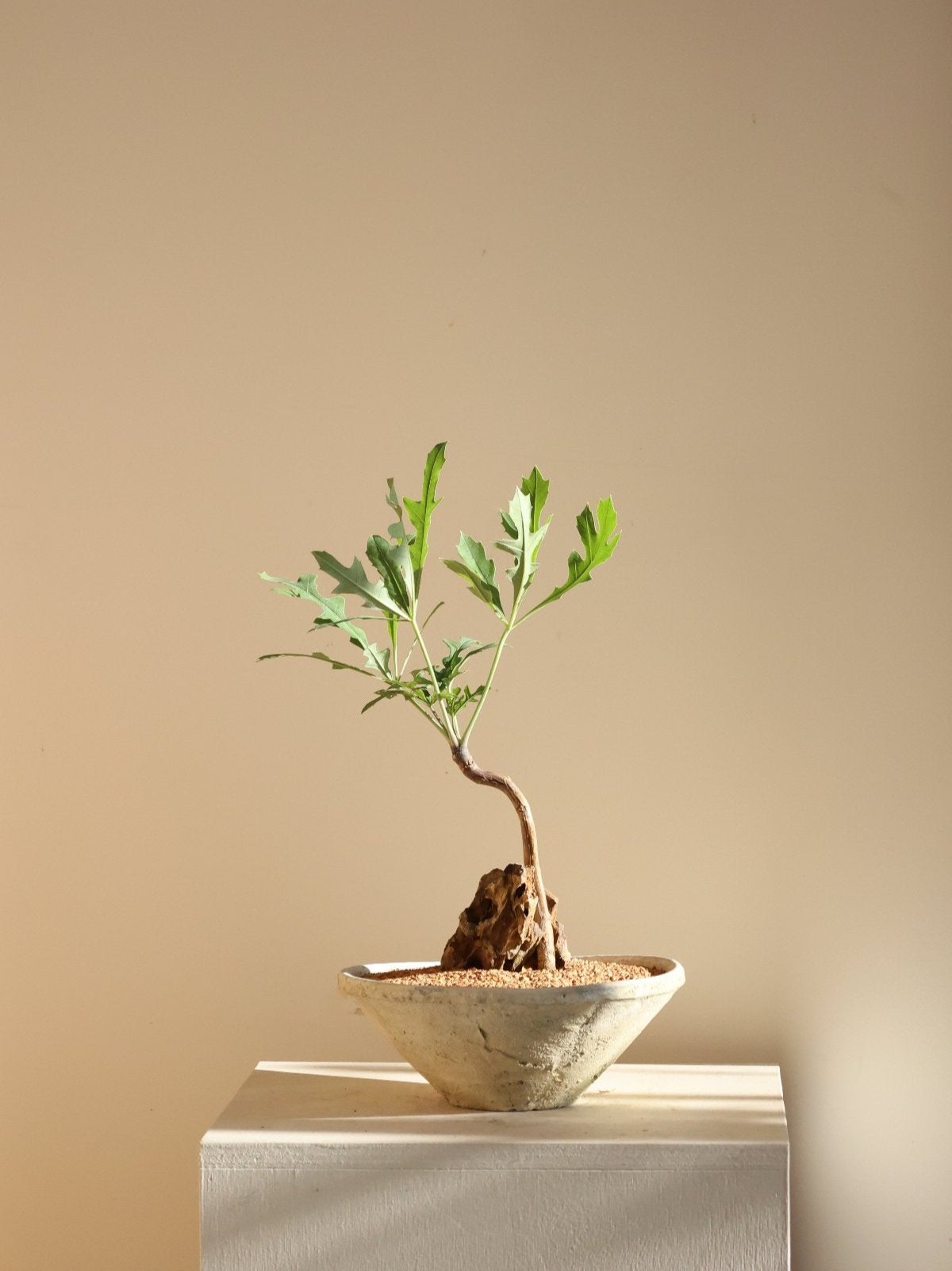 Cussonia paniculata (Mountain Cabbage Tree)