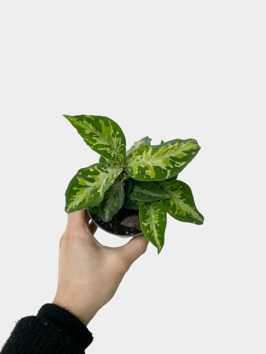 Aglaonema pictum Tricolor - 4" Pot