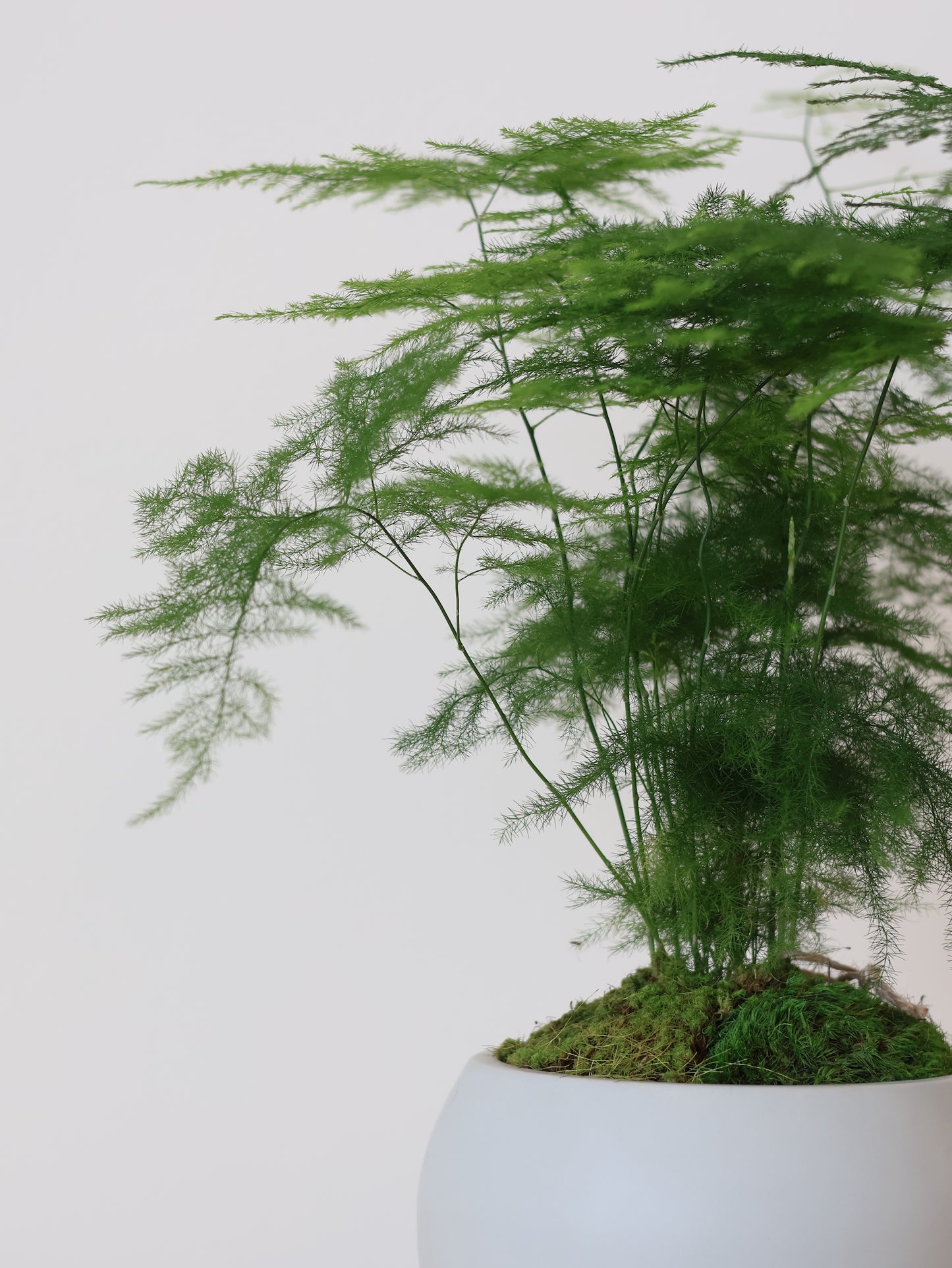 Asparagus Fern