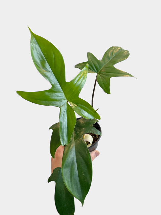 Philodendron Florida Green