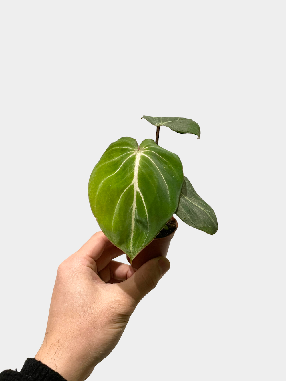 Philodendron Gloriosum