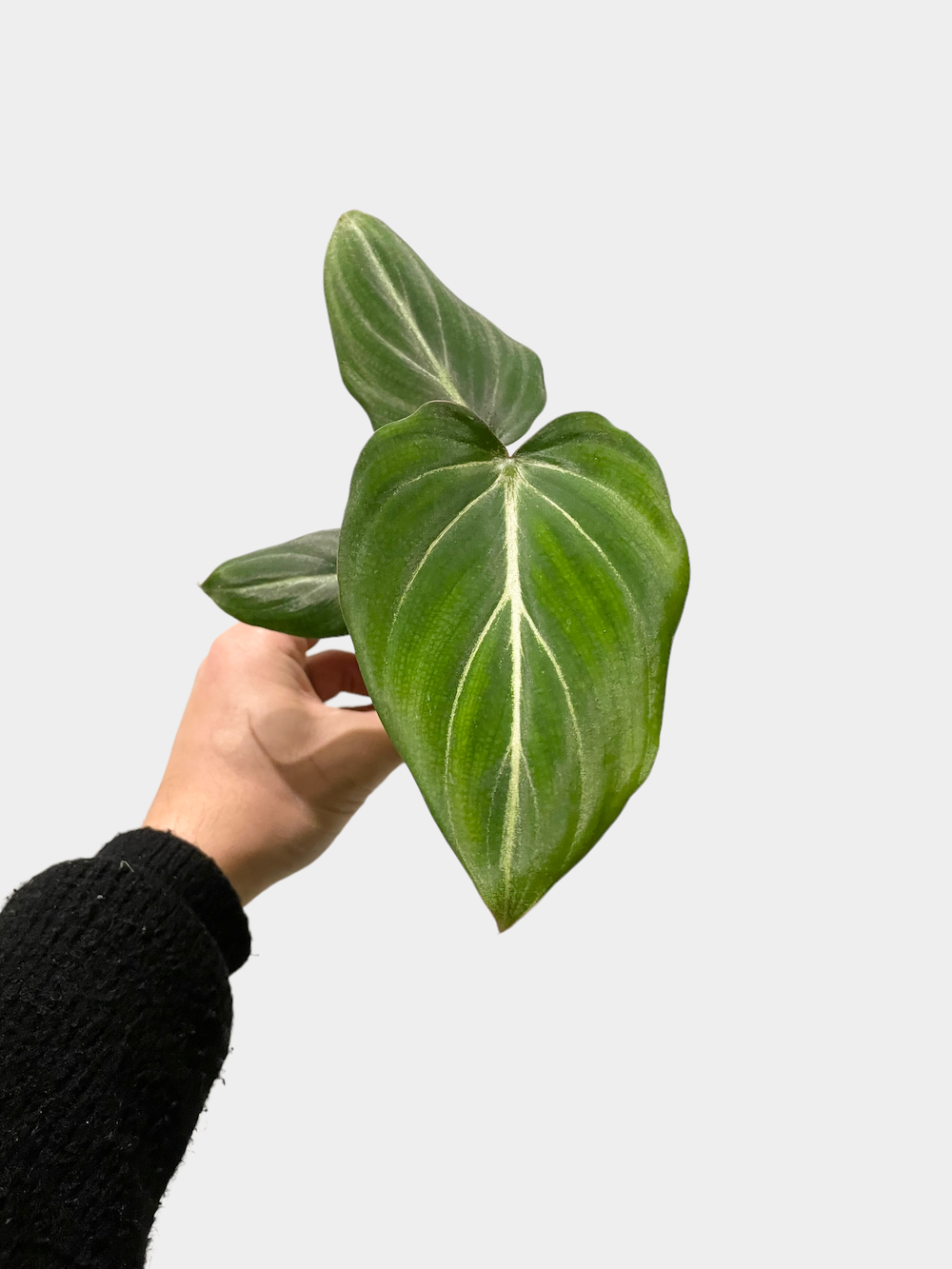 Philodendron Gloriosum