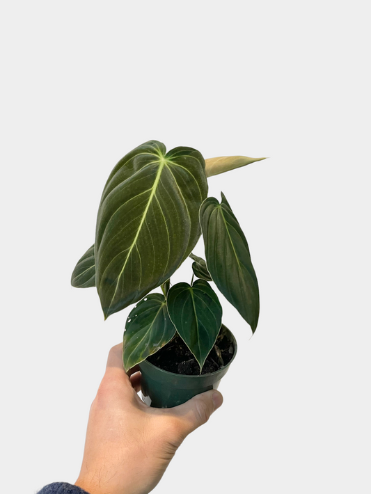 Philodendron melanochrysum