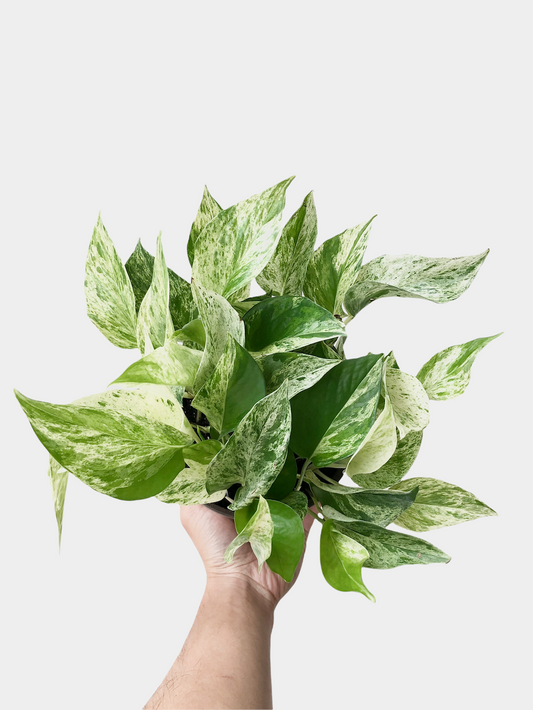 Pothos Marble Queen