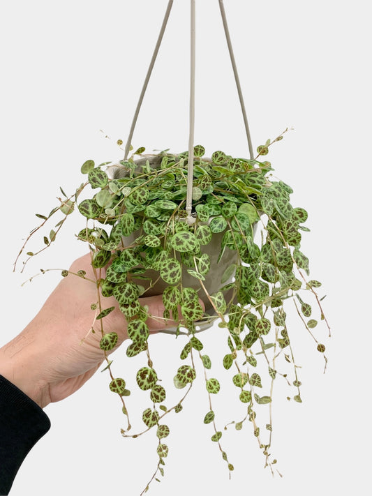 Peperomia prostrata aka String of Turtles