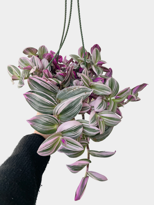 Tradescantia Nanouk